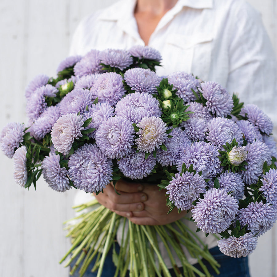 aster lady coral lavender