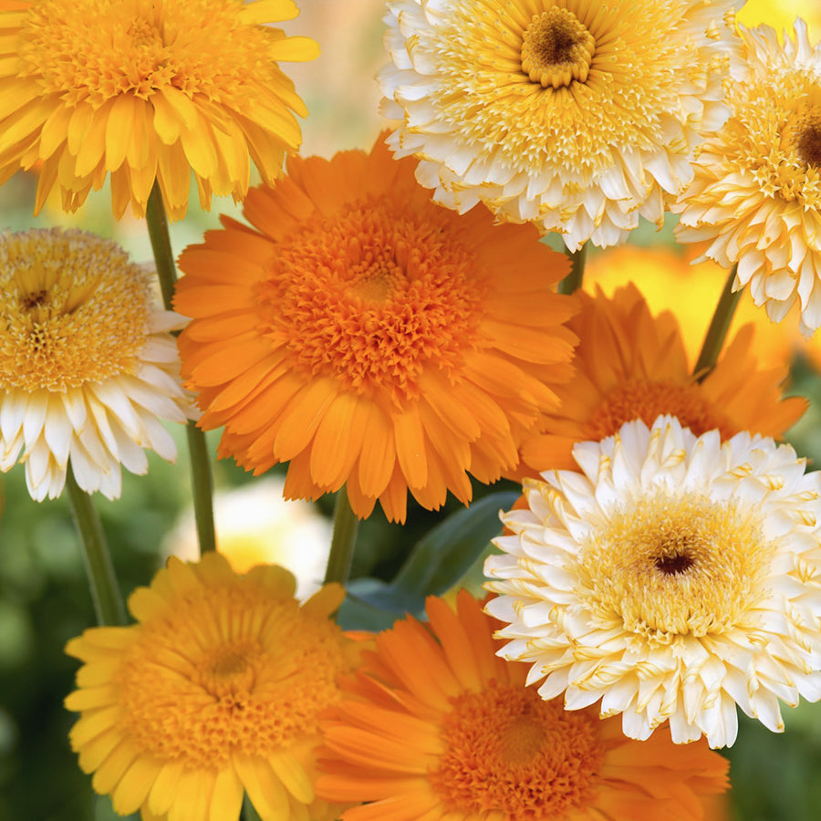 Calendula Kinglet seeds. A blend of beautiful crested flowers in shades of sunny yellow, apricot and cream.