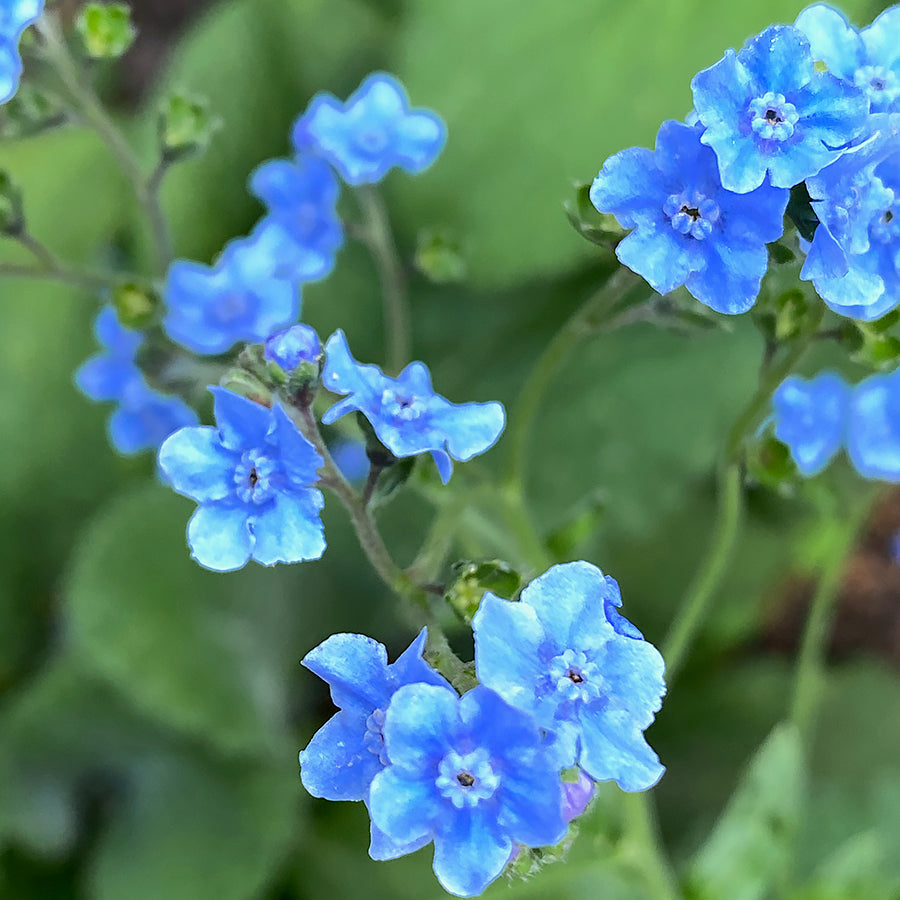 Chinese Forget Me Not Mystic Blue