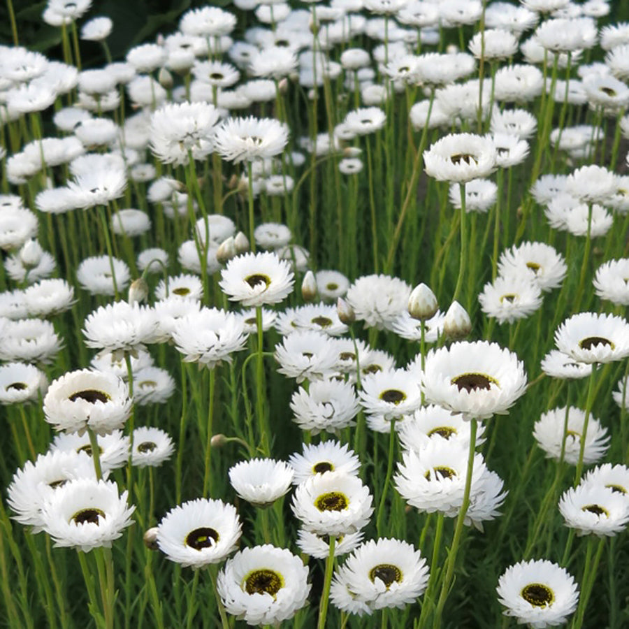 paper daisy pierrot white helipterum