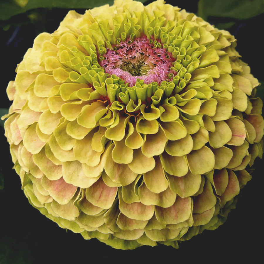 zinnia queen lime with blush