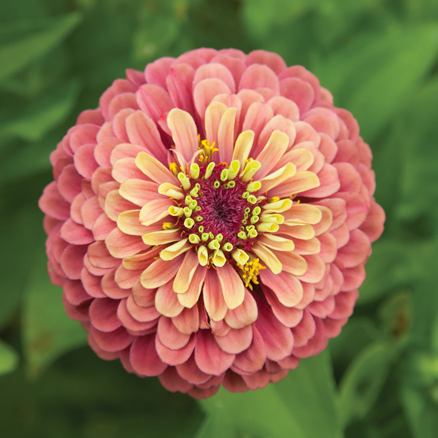 zinnia queen red lime